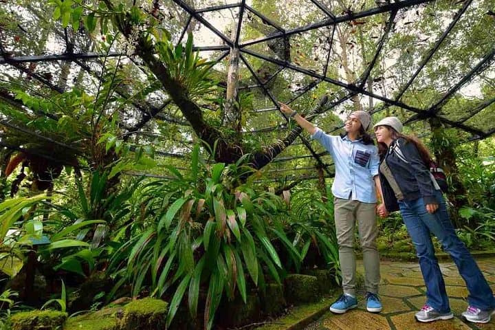 Day Tour to Kinabalu National Park, Poring Hot Springs & Desa Cattle Farm
