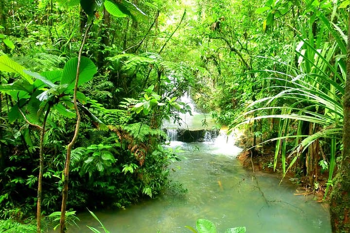 Private Colo-i-Suva Forest & Waterfall Tour from Suva photo 4