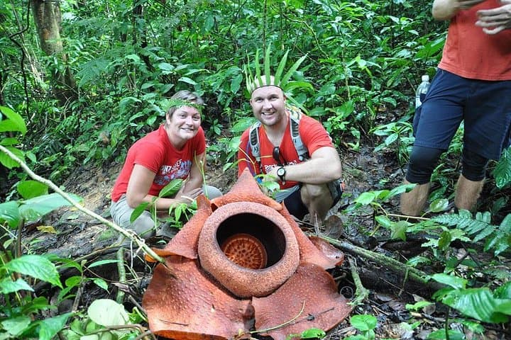 Rafflesia Rainforest Reserve Tour From Kota Kinabalu — See Borneo's Giant Flower