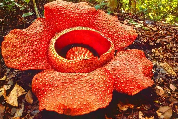 Rafflesia Rainforest Reserve Tour From Kota Kinabalu — See Borneo's Giant Flower photo 4