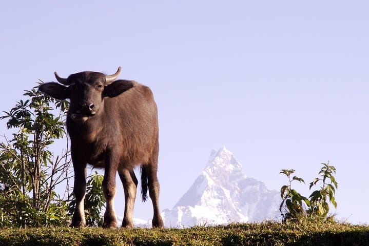 11-Day Panchase Panorama Homestay Trek from Pokhara photo 6