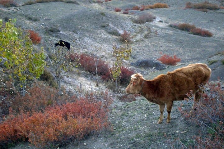 11-Day Panchase Panorama Homestay Trek from Pokhara