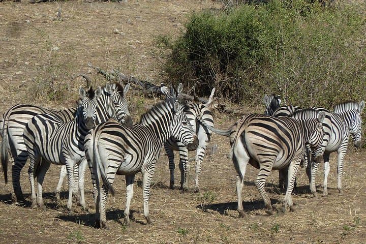 Mokoro Day Trip — Okavango Delta Dugout Canoe Safari from Maun photo 4