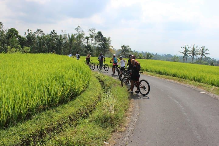 Pedal Bali’s Bangli Rice Paddies: Ubud Cycling Tour with Mt Batur Views photo 3