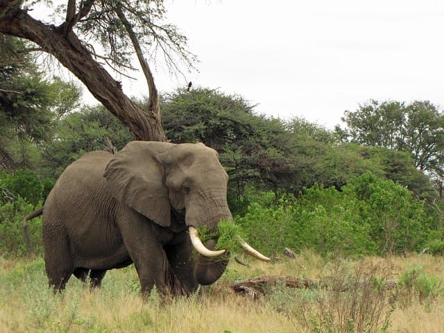 Mokoro Day Trip — Okavango Delta Dugout Canoe Safari from Maun photo 5