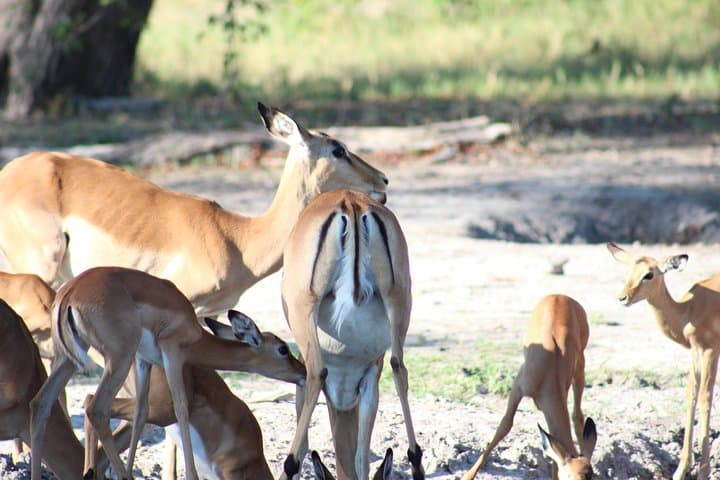 Mokoro Day Trip — Okavango Delta Dugout Canoe Safari from Maun photo 6