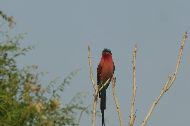 Day Safari in Moremi Game Reserve: Wildlife Drives from Maun photo 5