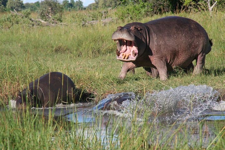 Okavango Mokoro & Kalahari Safari: 14-Day Camping Expedition from Maun photo 2