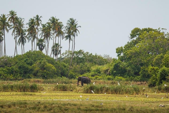 Kumana National Park Full-Day Jeep Safari from Arugam Bay photo 2