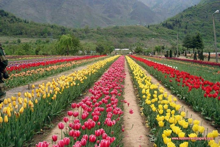 5-Day Paradise Kashmir Tour: Srinagar Houseboat, Pahalgam & Gulmarg Highlights photo 2