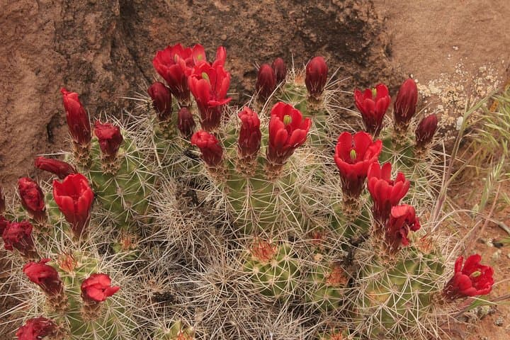 Explore Canyonlands National Park: Half-Day 4WD Adventure from Moab photo 5