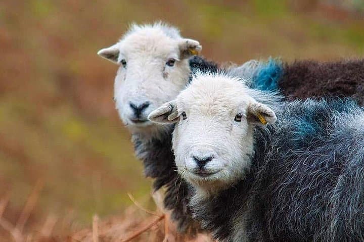 Private Lake District Day Trip from Liverpool — Tarn Hows, Hawkshead & Coniston photo 4