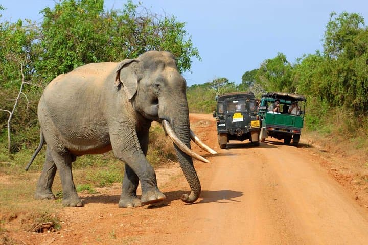 17-Day Sri Lanka Adventure: Beaches, Rainforest, Culture & Wildlife