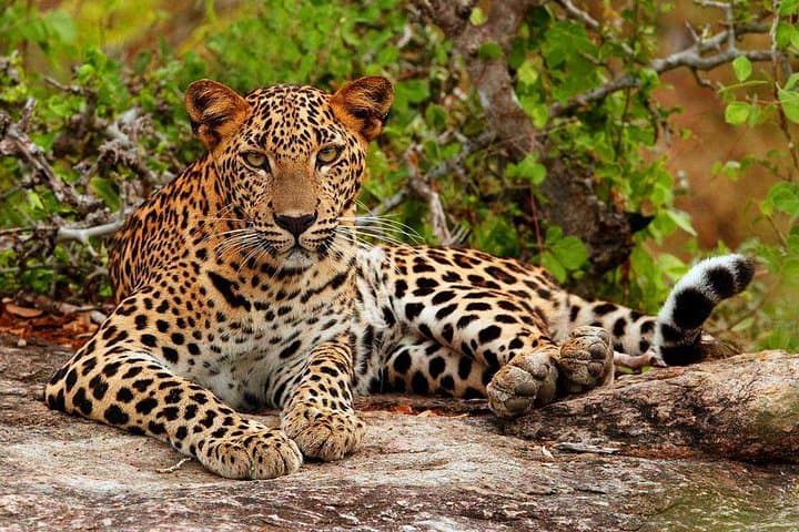 17-Day Sri Lanka Adventure: Beaches, Rainforest, Culture & Wildlife photo 2
