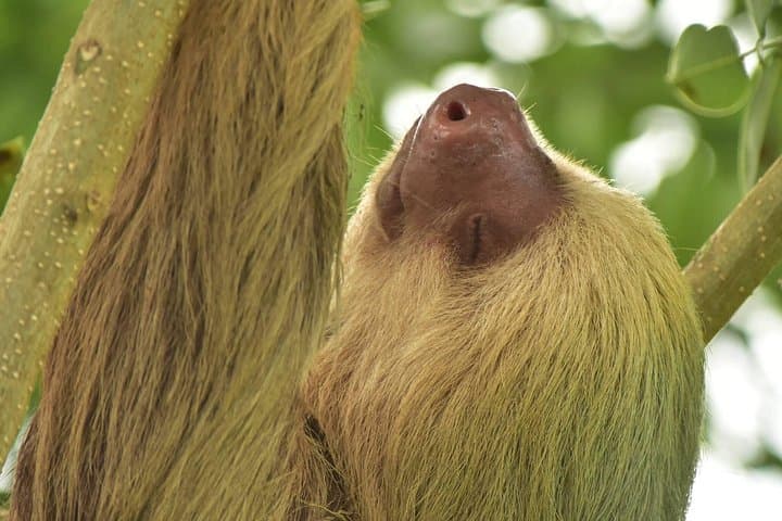 Arenal Volcano, Hanging Bridges & La Fortuna Waterfall — Full-Day Private Tour photo 3