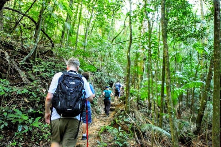 Tijuca Forest Half-Day Hike to Pedra Bonita Summit — Rio de Janeiro Views photo 4