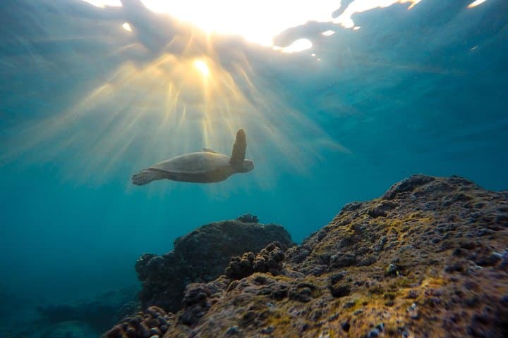 Snorkel La Jolla Cove: Guided Tour to the Emerald Cave and Marine Reefs photo 3
