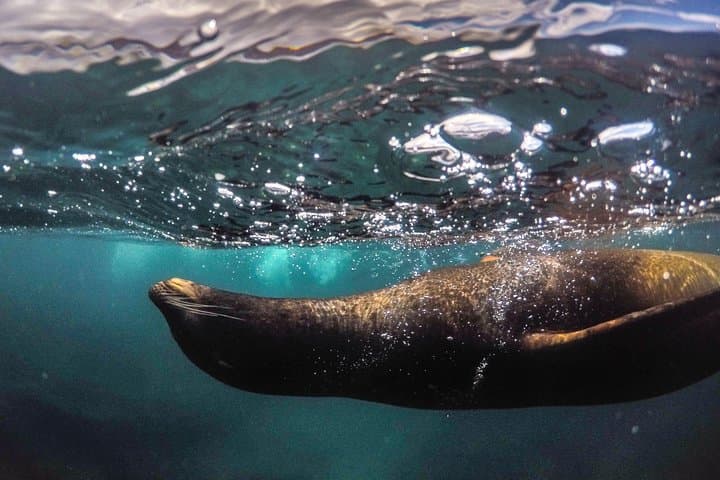 Snorkel La Jolla Cove: Guided Tour to the Emerald Cave and Marine Reefs photo 4