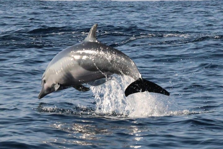 Puerto Escondido Dolphin & Whale Watching: 3-Hour Panga & Snorkel Experience