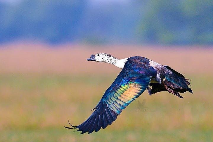 Golden Triangle & Bharatpur Bird Watching: 3-Day Private Tour from Delhi photo 5