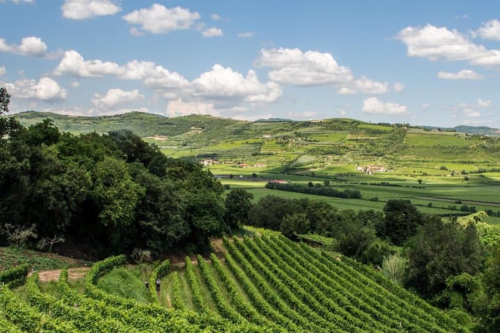 Amarone & Soave Day Tour from Venice: Verona Wine Tasting and Historic Walk photo 2