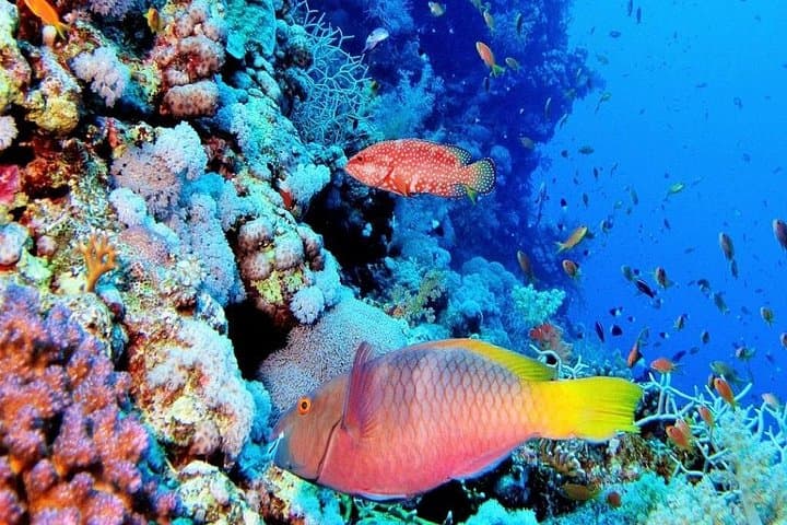 Mahmaya & Giftun Snorkel Cruise from Hurghada — Red Sea Day Trip photo 2