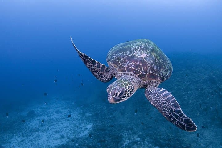Guided Scuba Diving in Yakushima — Isso Boat Dives for Certified Divers