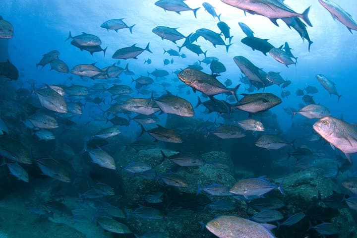 Guided Scuba Diving in Yakushima — Isso Boat Dives for Certified Divers photo 3