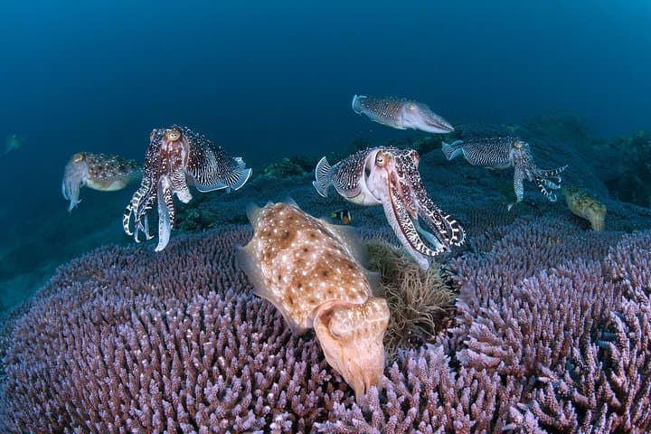 Guided Scuba Diving in Yakushima — Isso Boat Dives for Certified Divers photo 2