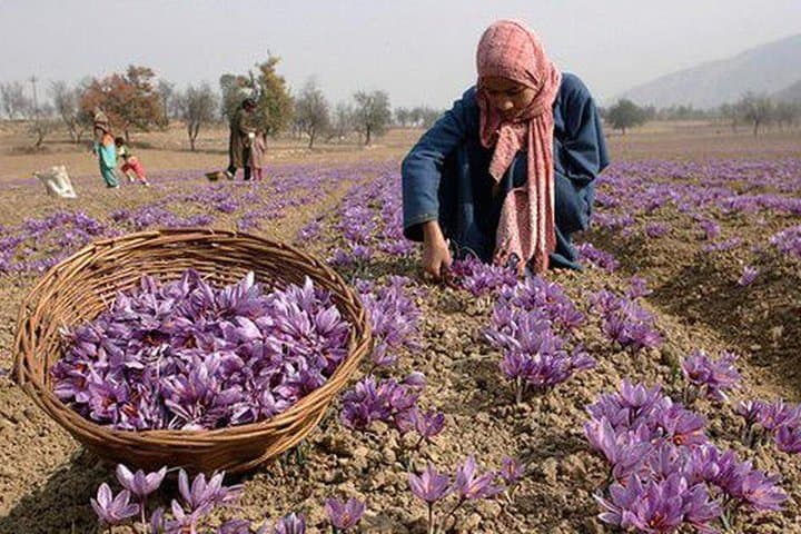 Kashmir Paradise on Earth: 7-Day Srinagar, Gulmarg & Pahalgam Adventure photo 3