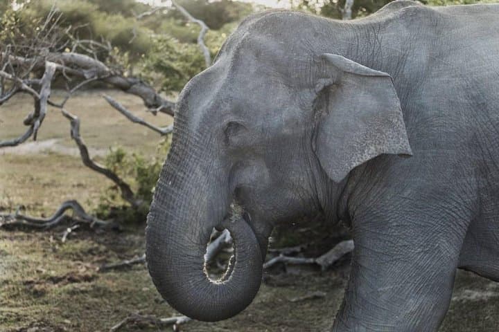 Sri Lanka 7-Day South Coast & Highlands Private Tour photo 3