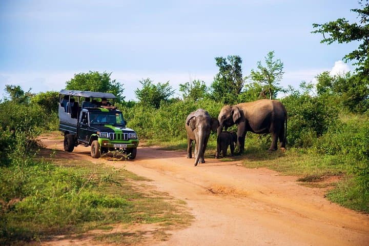Udawalawe National Park Day Trip from Colombo — Elephant Safari Transfers photo 2