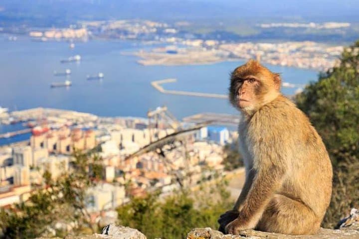Private Rock of Gibraltar Day Tour from Malaga & Marbella photo 2