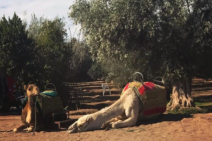 Camel Caravans in Marrakech's Palm Oasis: 2-Hour Sunset Ride & Tea Visit photo 4
