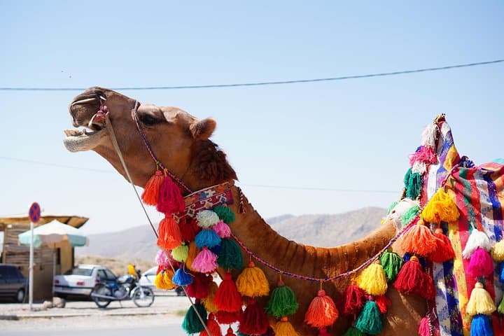 Camel Caravans in Marrakech's Palm Oasis: 2-Hour Sunset Ride & Tea Visit photo 5