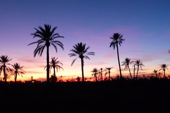 Camel Caravans in Marrakech's Palm Oasis: 2-Hour Sunset Ride & Tea Visit photo 6