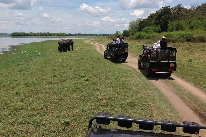 Half-Day Minneriya Safari: See the World’s Largest Elephant Gathering from Habarana photo 1
