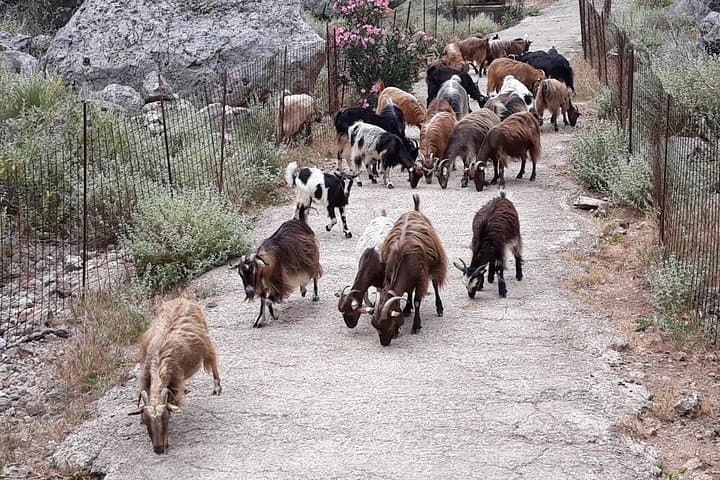 Jeep Safari in Chania: White Mountains, Olive Mills & Wine Tastings photo 3