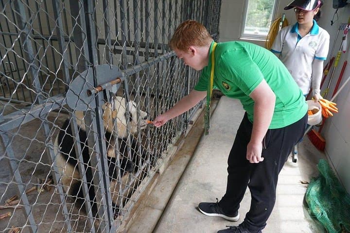 Volunteer with Giant Pandas at Dujiangyan Panda Base — Day Program from Chengdu photo 5