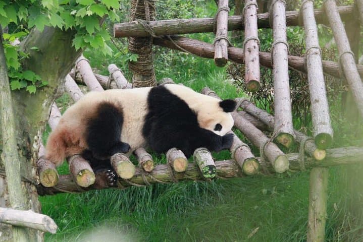 Volunteer with Giant Pandas at Dujiangyan Panda Base — Day Program from Chengdu photo 3