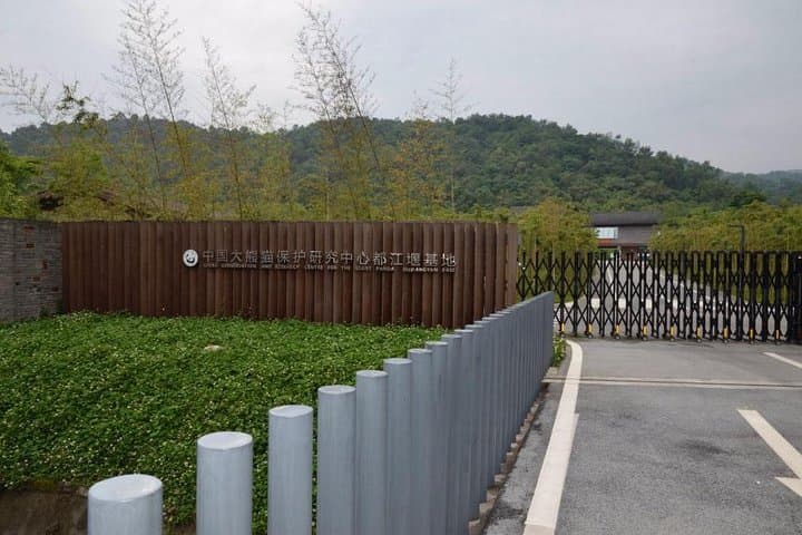 Volunteer with Giant Pandas at Dujiangyan Panda Base — Day Program from Chengdu photo 4
