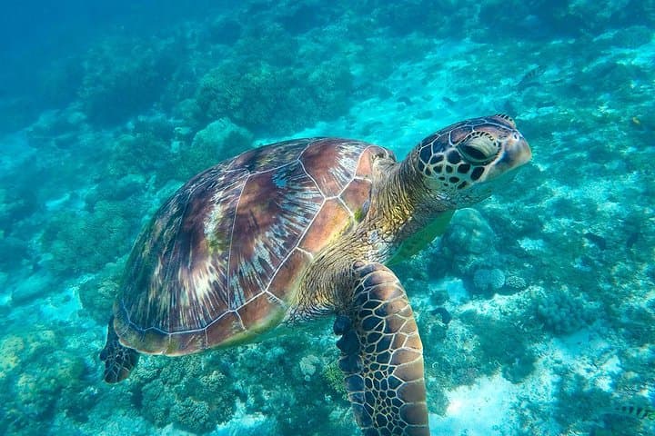 Tulum Private Tour — Swim with Turtles and Jungle Cenote Adventure photo 3
