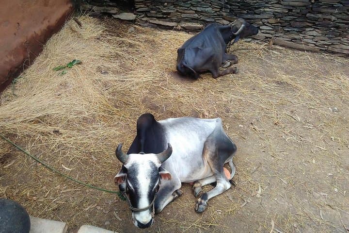 Countryside Village Tour near Udaipur: Authentic Rural Village Visit photo 4
