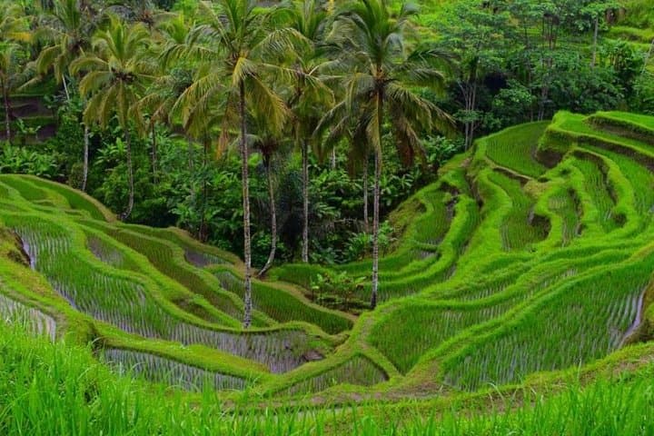 Ubud in a Day: Monkey Forest, Tegalalang Rice Terraces & Tegenungan Waterfall photo 5