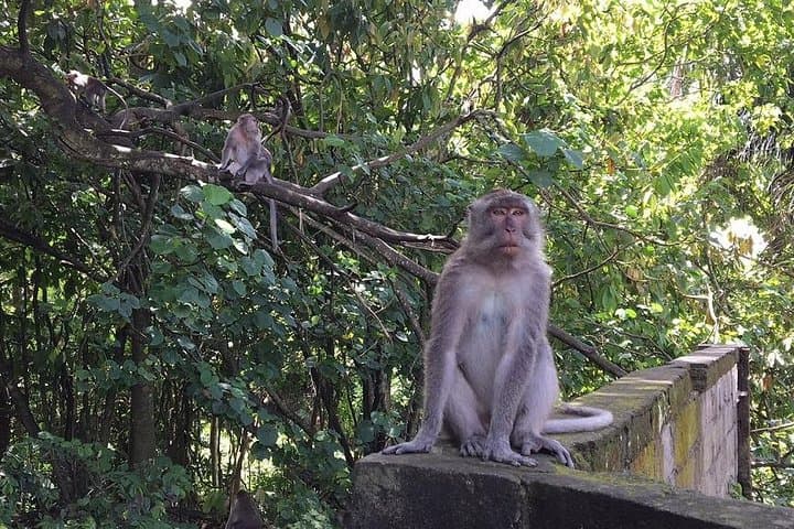 Ubud in a Day: Monkey Forest, Tegalalang Rice Terraces & Tegenungan Waterfall photo 6