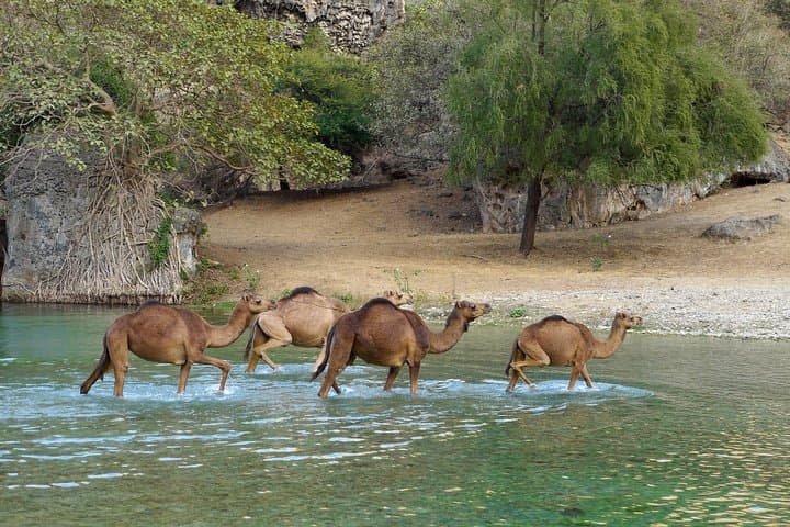 Dhofar Mountain Tour: Darbat Falls, Jebel Samhan & Sinkholes photo 3