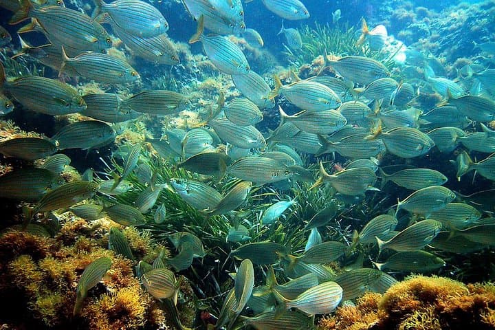 Villefranche Bay Snorkeling from Nice: Boat Trip to Saint-Jean-Cap-Ferrat photo 3