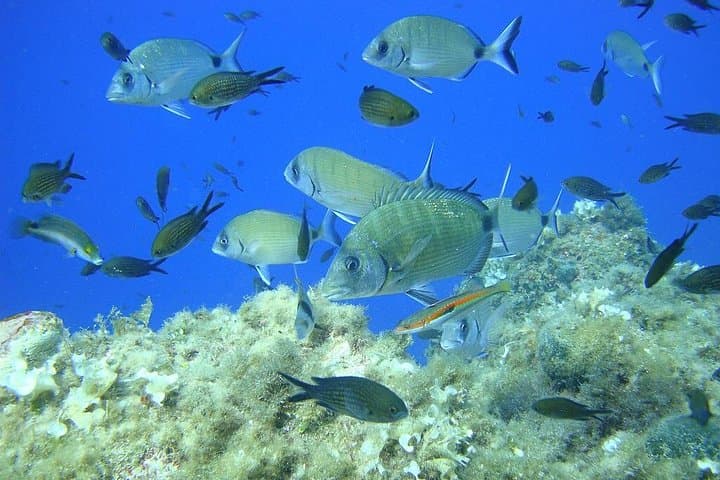 Villefranche Bay Snorkeling from Nice: Boat Trip to Saint-Jean-Cap-Ferrat photo 4