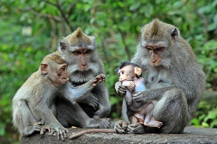 Ubud in a Day: Private Tour to Temples, Waterfall & Rice Terraces photo 6