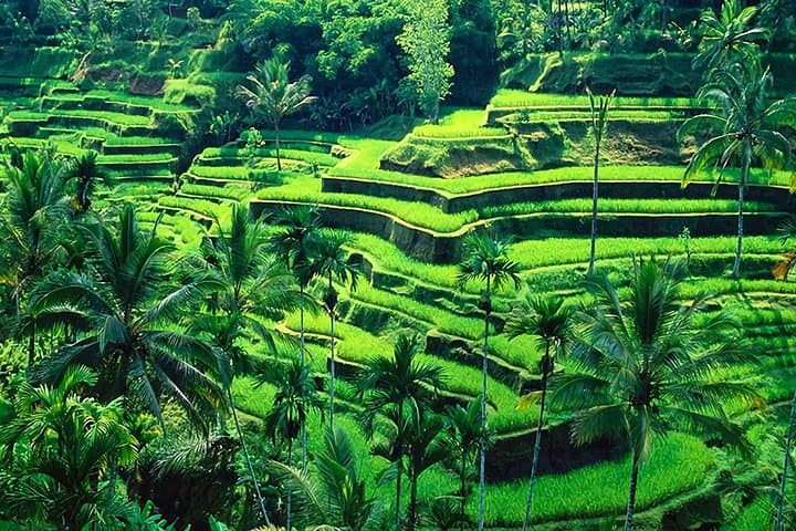 Ubud in a Day: Private Tour to Temples, Waterfall & Rice Terraces photo 5